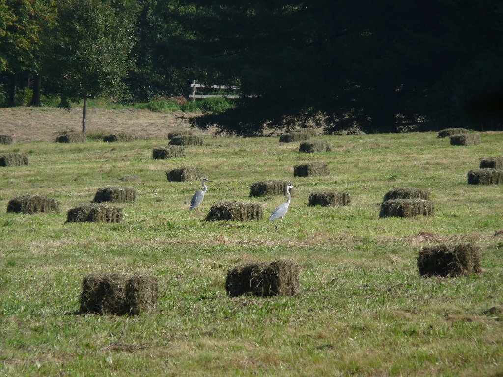 2014-09-14 Château de la Madeleine-0021.JPG